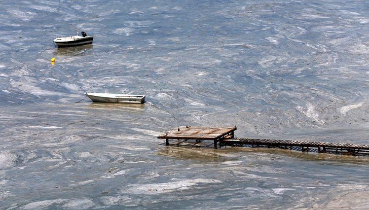 Deniz salyası "sahte dip yapısı" oluşturarak balıkları olumsuz etkiliyor G5