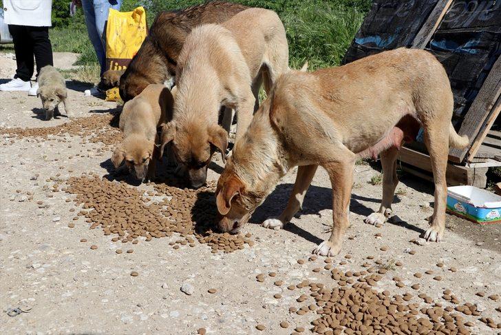 Edirne'de "tam kapanma" sürecinde sokak hayvanlarına 5 ton mama dağıtıldı G1