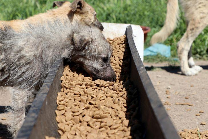 Edirne'de "tam kapanma" sürecinde sokak hayvanlarına 5 ton mama dağıtıldı G4