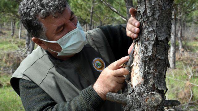 12 dişli kabuk böceği ile kapanlı mücadele!