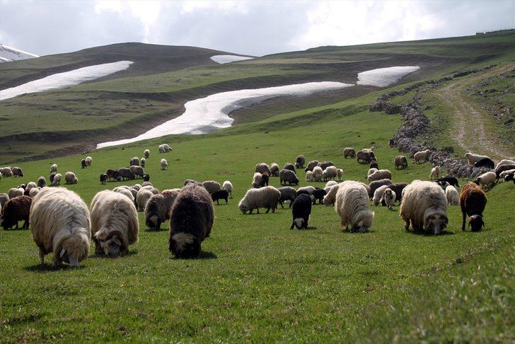 Bayburt'ta kışla sessizliğe bürünen dağ köyleri canlandı G1