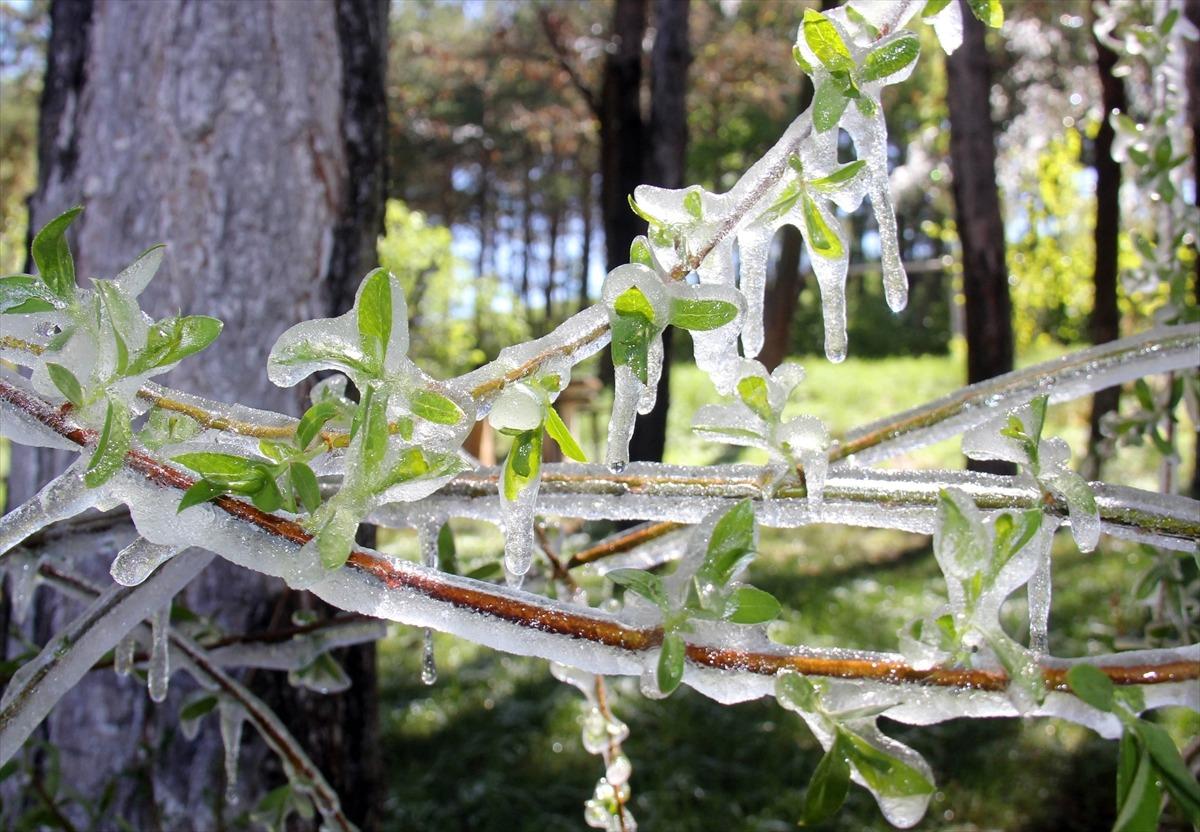 Sivas'ta fıskiyenin ıslattığı ağa&ccedil; dalları soğuk havada buz tuttu