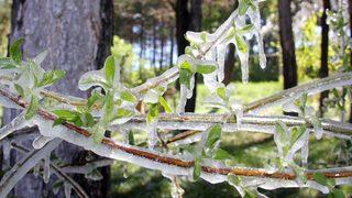 Sivas'ta fıskiyenin ıslattığı ağaç dalları soğuk havada buz tuttu
