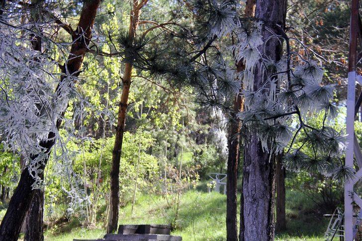 Sivas'ta fıskiyenin ıslattığı ağaç dalları soğuk havada buz tuttu G2