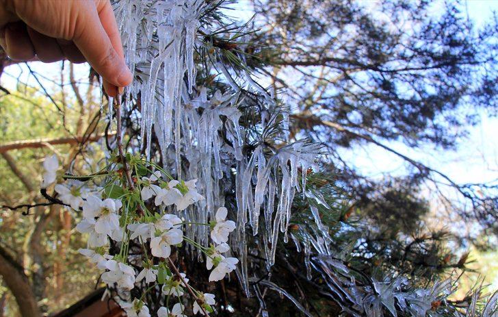 Sivas'ta fıskiyenin ıslattığı ağaç dalları soğuk havada buz tuttu G3