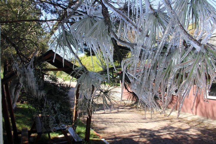 Sivas'ta fıskiyenin ıslattığı ağaç dalları soğuk havada buz tuttu G4