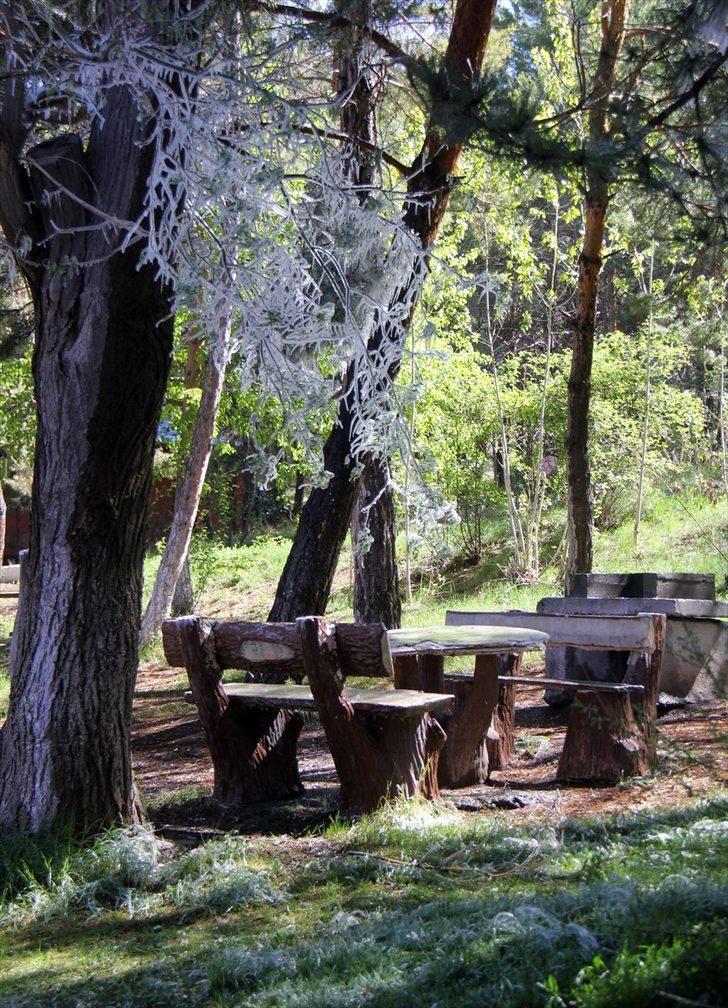 Sivas'ta fıskiyenin ıslattığı ağaç dalları soğuk havada buz tuttu G5