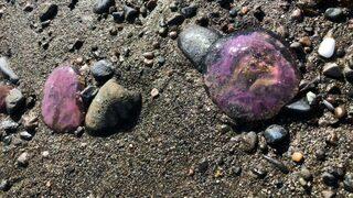 Korkutan görüntü! Çok sayıda mor renkli zehirli denizanası kıyıya vurdu