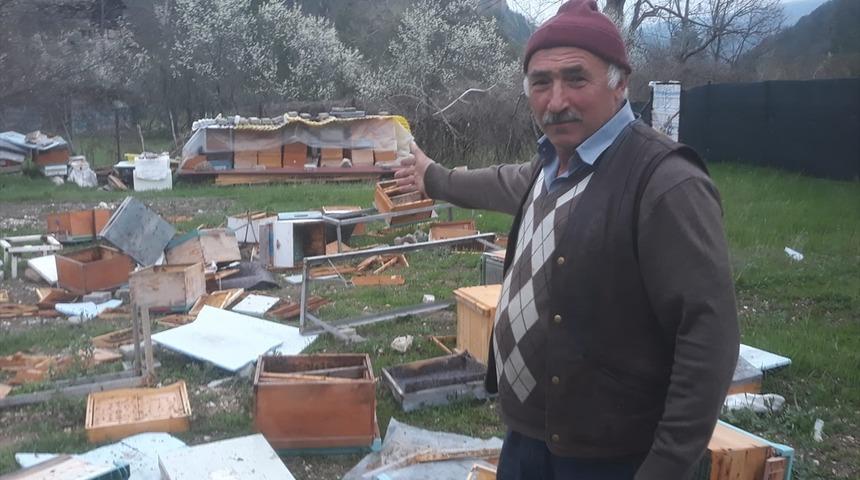 Karabük'te ayılar arı kovanlarını parçaladı