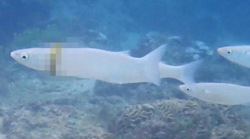 Şaşkına çeviren an! Kayıp alyans balığın boynundan çıktı