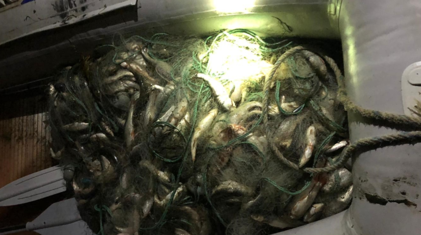 Van'da kaçak avlanan 530 kilo inci kefali ele geçirildi