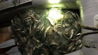 Van'da kaçak avlanan 530 kilo inci kefali ele geçirildi