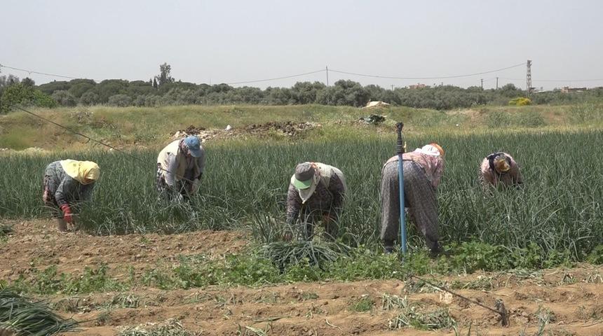 Tire’de taze soğan hasadı devam ediyor