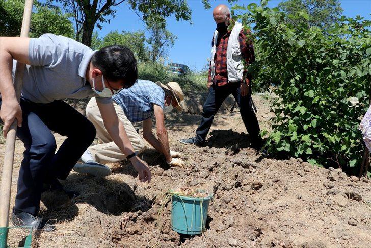 Edirne'de "mucize bitki" diye adlandırılan safranın soğan hasadına başlandı G1