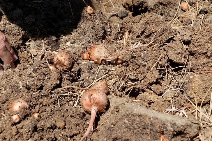 Edirne'de "mucize bitki" diye adlandırılan safranın soğan hasadına başlandı G2