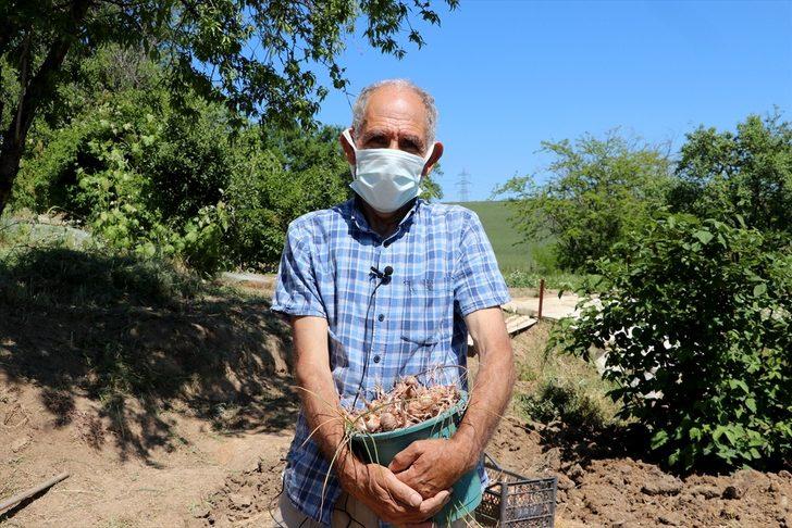 Edirne'de "mucize bitki" diye adlandırılan safranın soğan hasadına başlandı G3