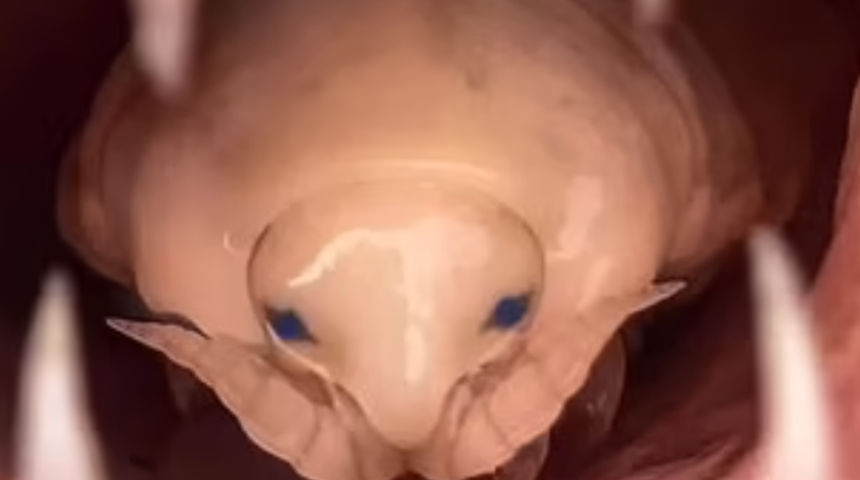 Bir ilk! Yakaladığı balığın ağzını açtı, dehşete düştü