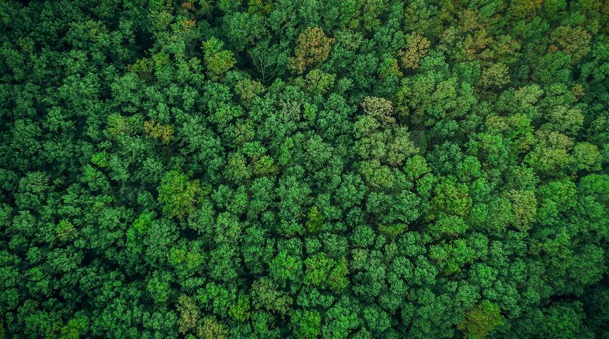 Dünya genelinde Fransa büyüklüğünde bir ormanlık alan yeniden büyüdü