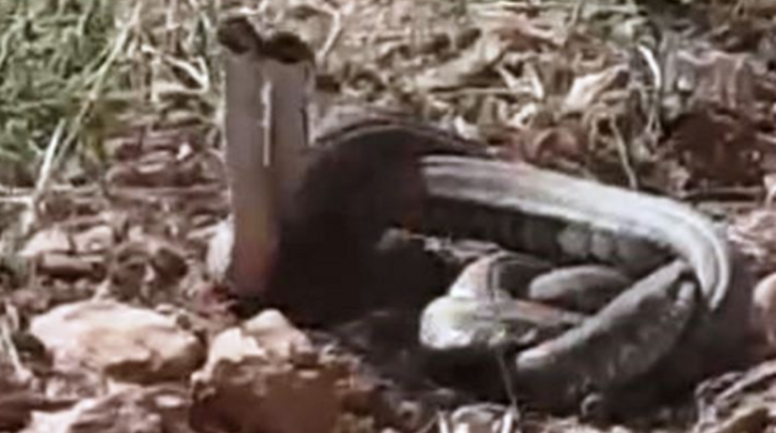 Şanlıurfa’da görüldü! Dünyanın en zehirli yılanlarının çiftleşme anları kamerada