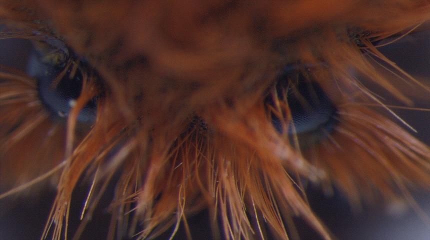 Dağa beste yapmak için çıktı tesadüfen keşfetti! "Kürklü düğün böceği" hayranlık uyandırıyor