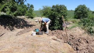 Mucize bitki safranda soğan hasadı başladı