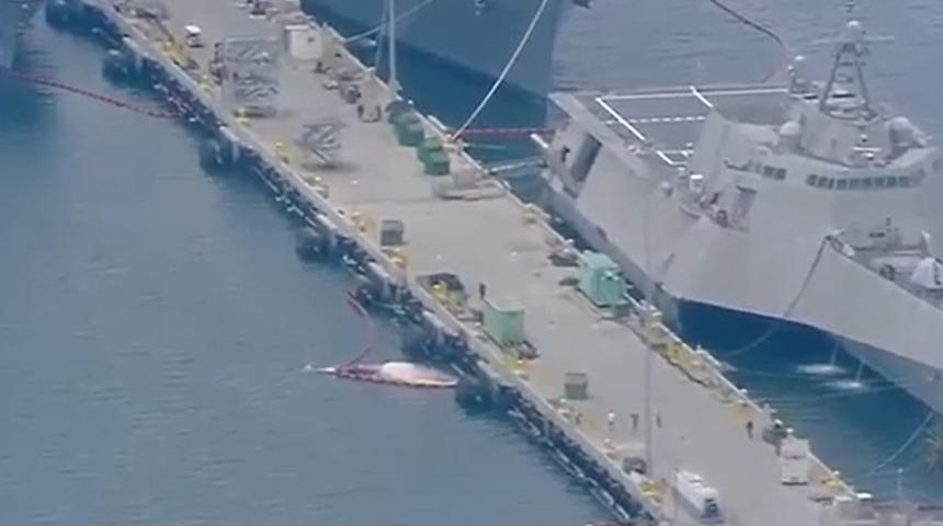 Savaş gemisinin gövdesinden 2 ölü balina çıkartıldı