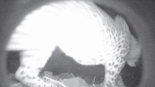 Nesli tükendiği zannedilen Anadolu parsı Cudi'de görüntülendi