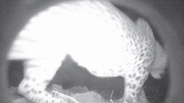 Nesli tükendiği zannedilen Anadolu parsı Cudi'de görüntülendi