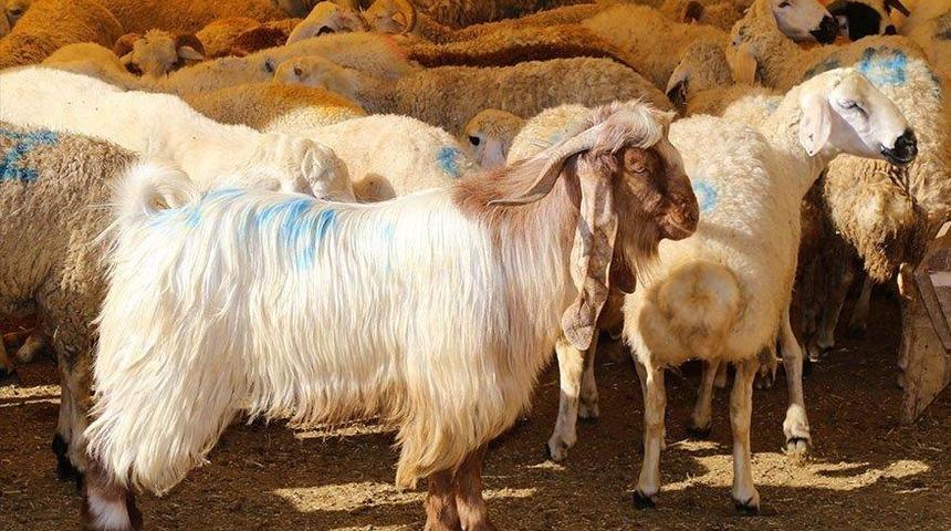 Kurban Bayram tatili kaç gün olacak? 2021 Kurban Bayramı ne zaman başlıyor, kaç gün tatil olacak?