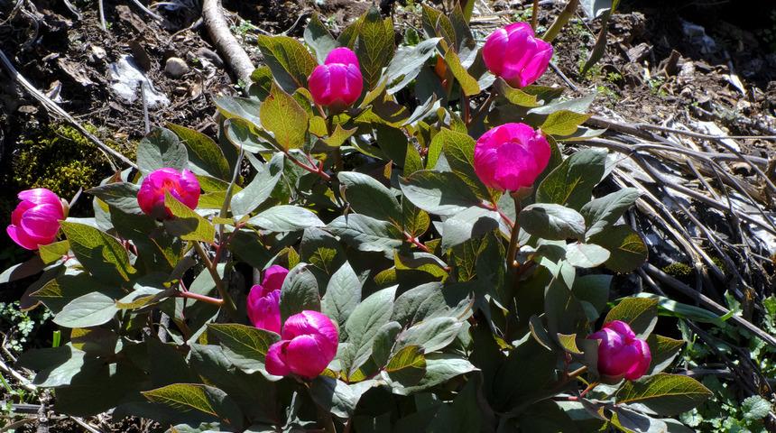 Bu çiçeği koparan yandı: Cezası  80 bin 465 TL!