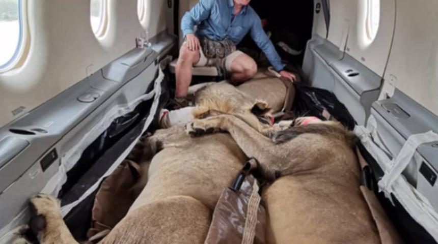 200 kiloluk aslanların uçak yolculuğu sosyal medyada viral oldu
