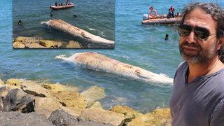 Mersin'de karaya vurdu! 8 metre boyunda, dünyanın ikinci en büyüğü 