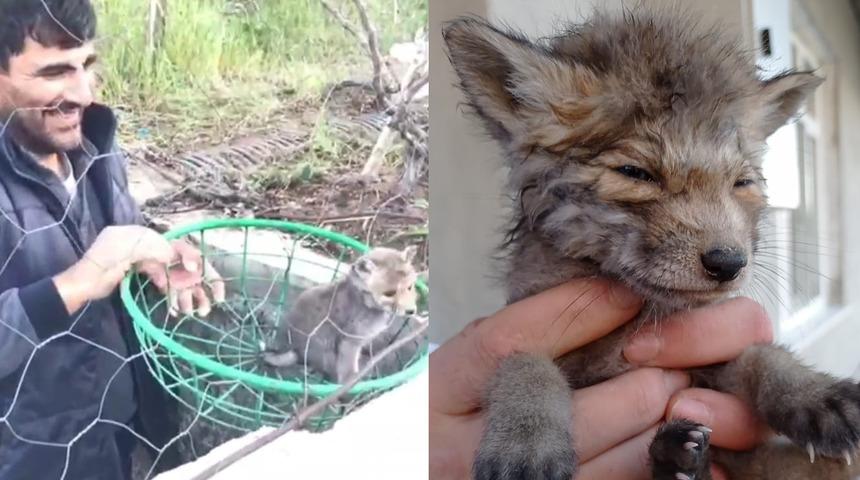Sivas'ta, su borusunda mahsur kalan 4 tilki yavrusu kurtarıldı