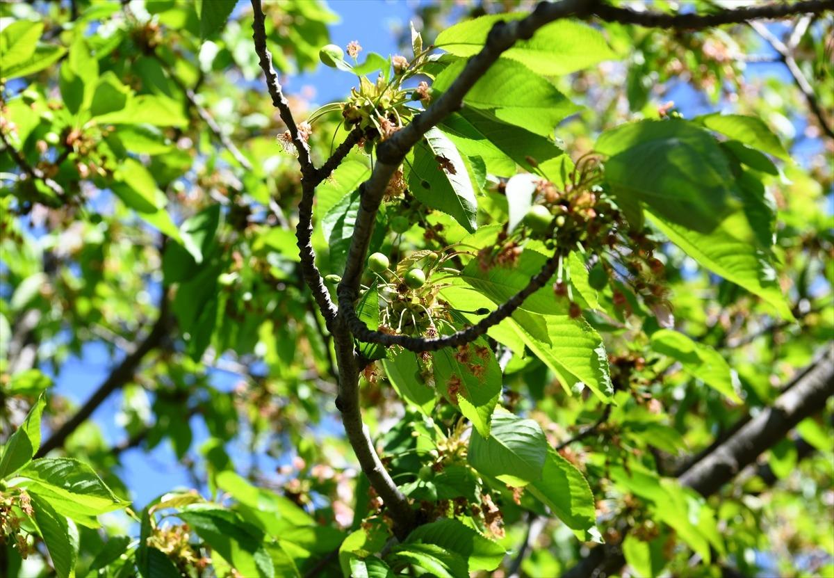 Meşhur "Lapseki kirazı" ay sonuna doğru tezgahlarda yerini alacak