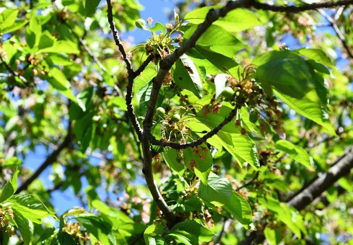 Meşhur "Lapseki kirazı" ay sonuna doğru tezgahlarda yerini alacak G1