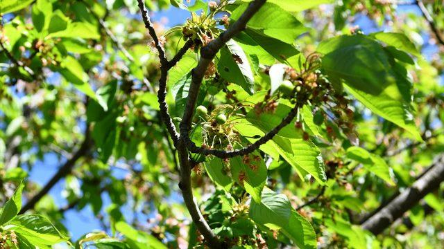 Meşhur Lapseki kirazı ay sonuna doğru tezgahlarda yerini alacak