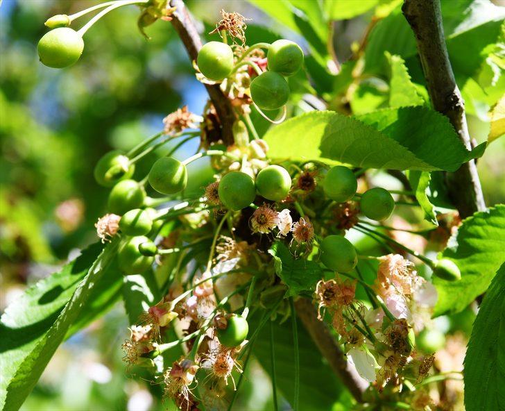 Meşhur "Lapseki kirazı" ay sonuna doğru tezgahlarda yerini alacak G2
