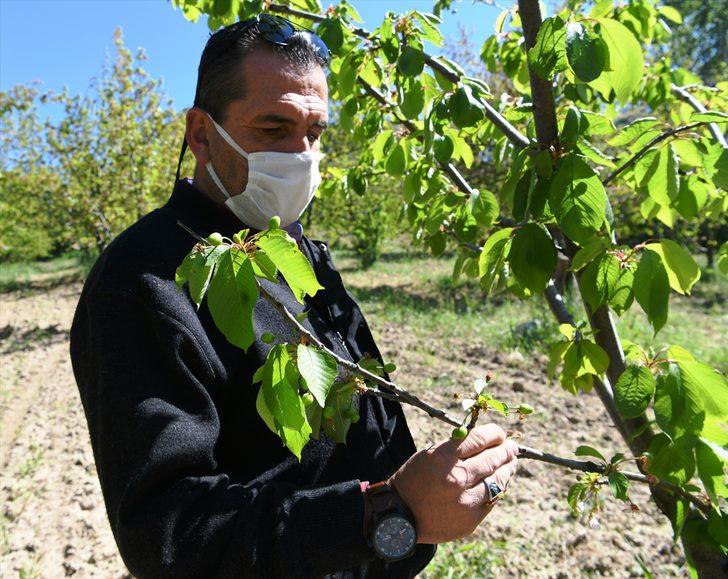 Meşhur "Lapseki kirazı" ay sonuna doğru tezgahlarda yerini alacak G3