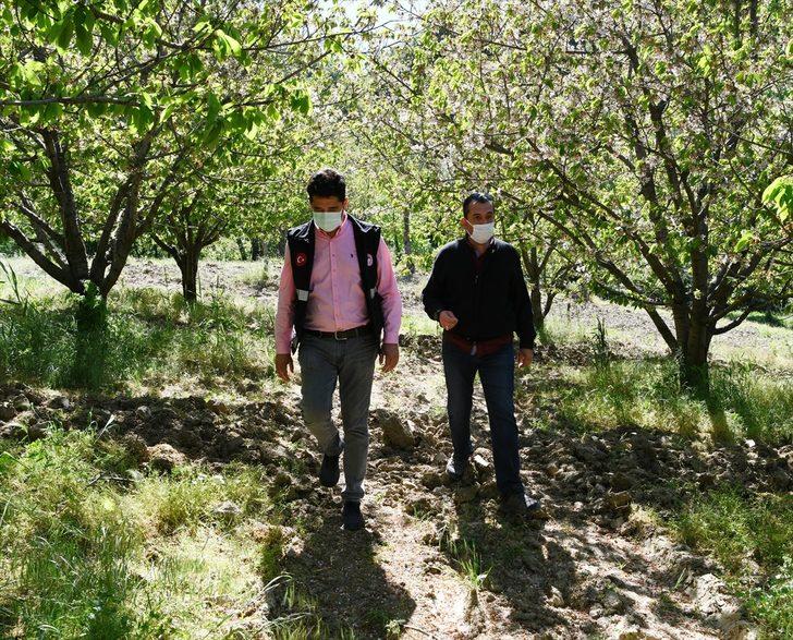 Meşhur "Lapseki kirazı" ay sonuna doğru tezgahlarda yerini alacak G4