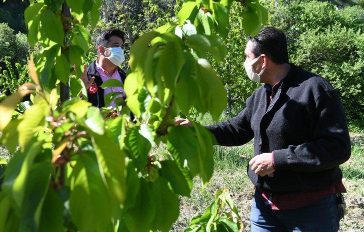 Meşhur "Lapseki kirazı" ay sonuna doğru tezgahlarda yerini alacak G5
