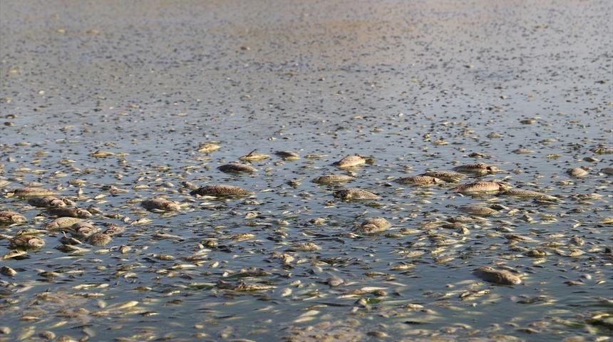 Mardin'de toplu balık ölümleri görüldü
