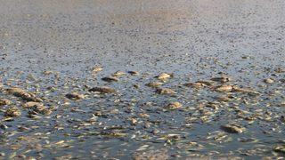 Mardin'de toplu balık ölümleri görüldü