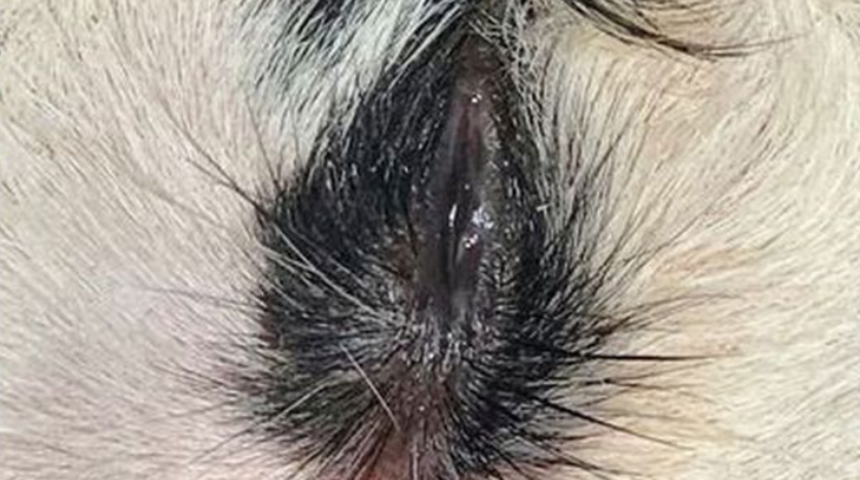 Üç gözlü buzağı veterineri bile şaşkına çevirdi: Böyle şey görmedim