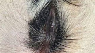 Üç gözlü buzağı veterineri bile şaşkına çevirdi: Böyle şey görmedim