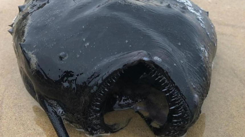 Dört bin metre derinlikte yaşayan futbol topu balığı karaya vurdu