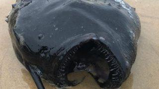 Dört bin metre derinlikte yaşayan futbol topu balığı karaya vurdu