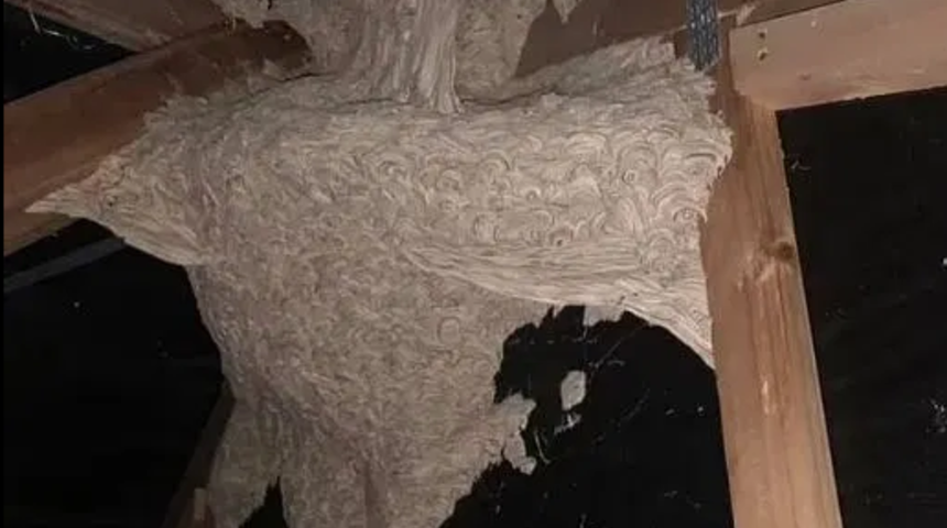 Tavan arasında gördüğü şey dehşete düşürdü: Büyüyü bozman lazım