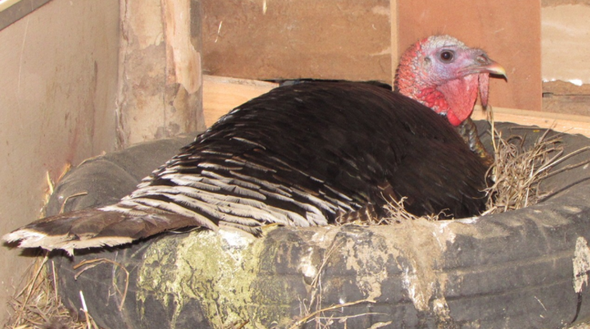 Gören de, duyan da şaşkın! Erkek hindi kuluçkaya yattı