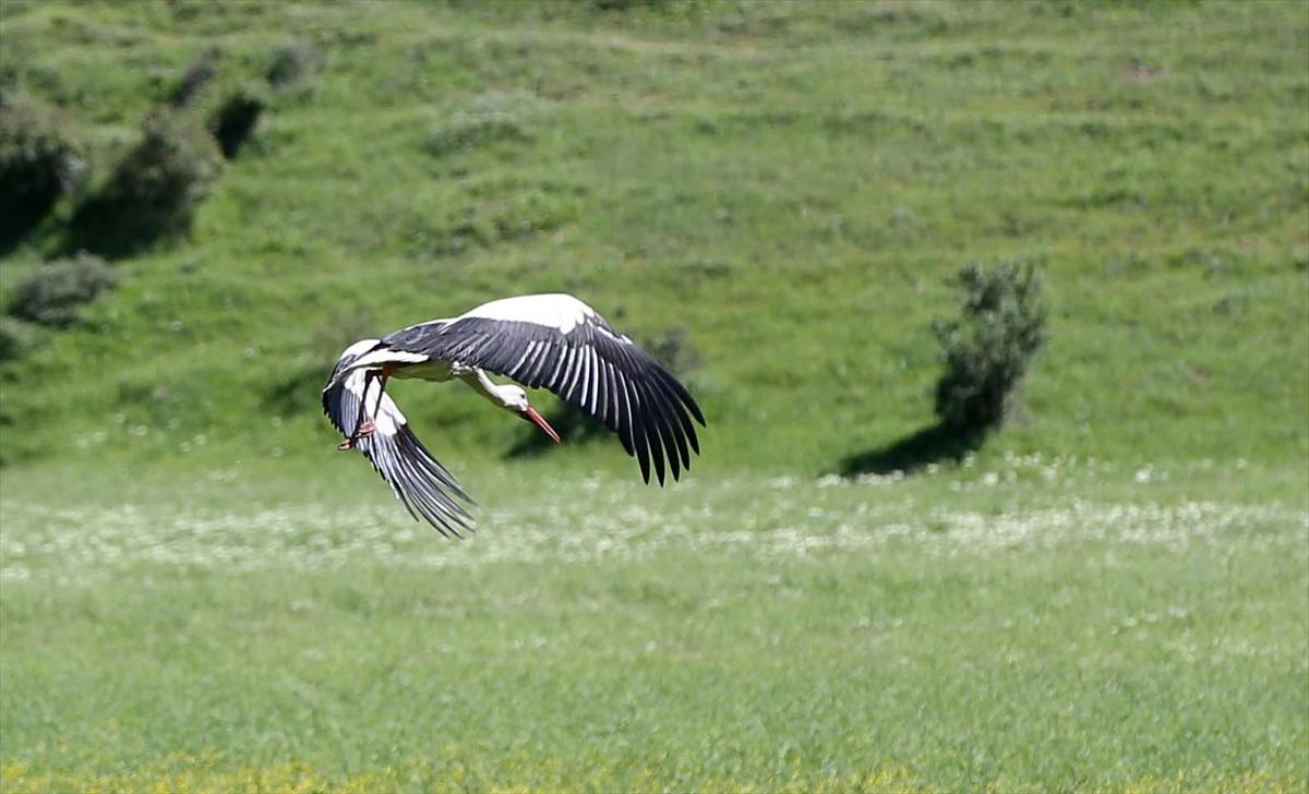Muş Ovası, baharın gelmesiyle g&ouml;&ccedil; eden leylekleri ağırlamaya başladı