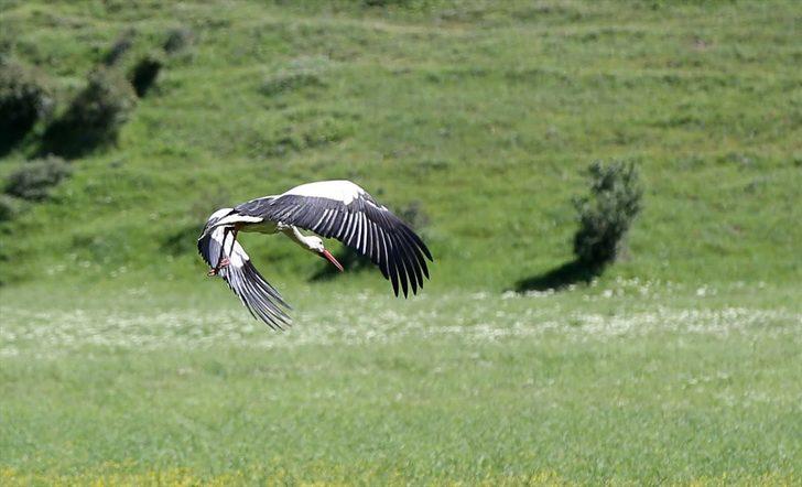Muş Ovası, baharın gelmesiyle göç eden leylekleri ağırlamaya başladı G1